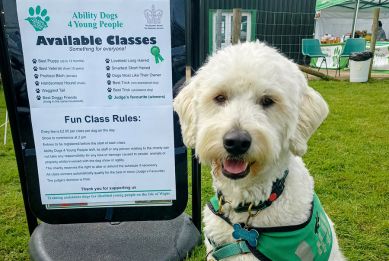 A fluffy white assistance dog wearing a green harness sits on grass beside a sign advertising “Ability Dogs 4 Young People” available classes at an outdoor event.