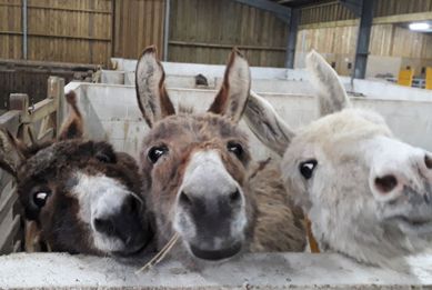 Three donkeys lean over a stable gate indoors, looking directly at the camera with curious expressions.