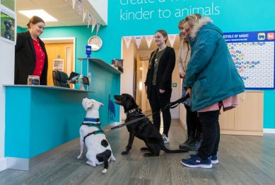 Two dogs sit attentively on leads inside a bright indoor reception area while staff and visitors stand nearby, watching and interacting with them.